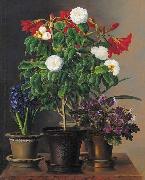 Camelias, amaryllis, hyacinth and violets in ornamental pots on a marble ledge johan